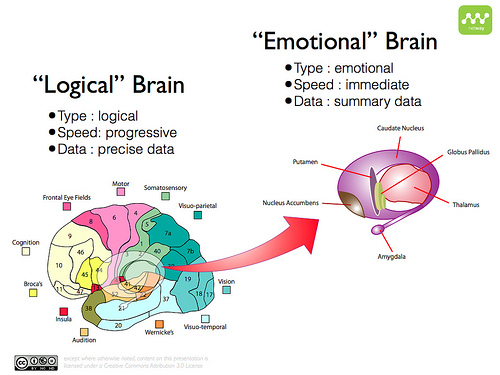 logical brain and emotional brain
